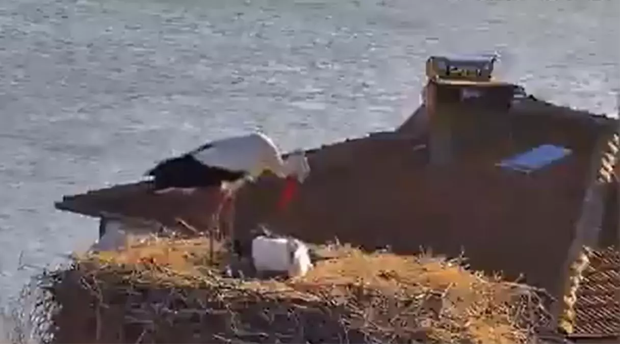 Bursa’nın Şefkatli Leylekleri Canlı Yayında Buluştu