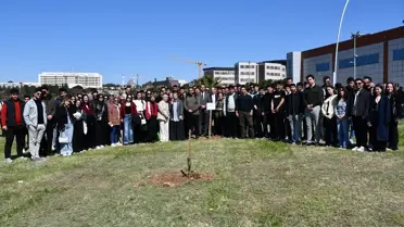 Dikilen çam fidanları yakın çekim