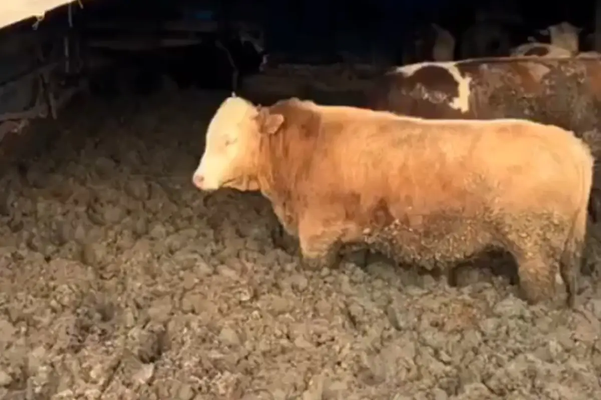 Bakanlık, Hayvanlara Yönelik 3 Kuruşluk Uygulamanın Ardındaki Gerçeği Açıklıyor