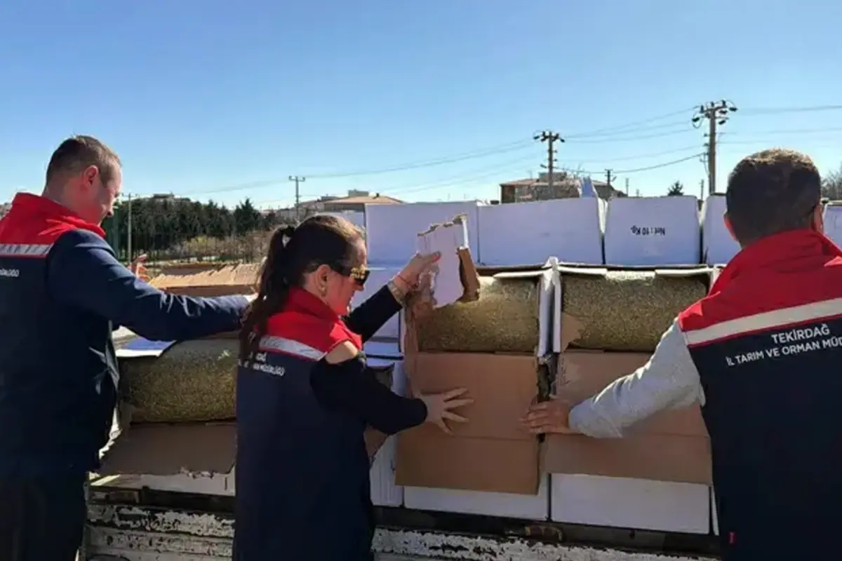 Tekirdağ’da 2 Ton Aflatoksinli Antep Fıstığı Ele Geçirildi: Baklava Üretimine Tehdit