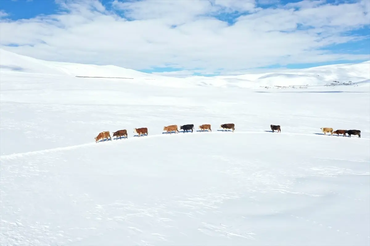 Ağrı’da Karla Gelen Zorlu İlkbahar: Hayvancılık ve Yaşam Koşulları Etkilendi