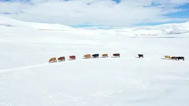 Karlı yollarda hayvanlarla çalışan köylüler