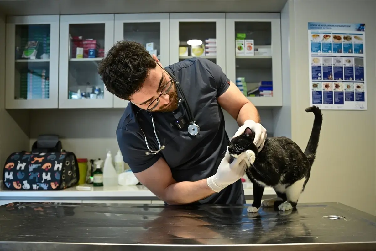 Antalya’da Tofi Kedisi Yeniden Yürümeye Başladı