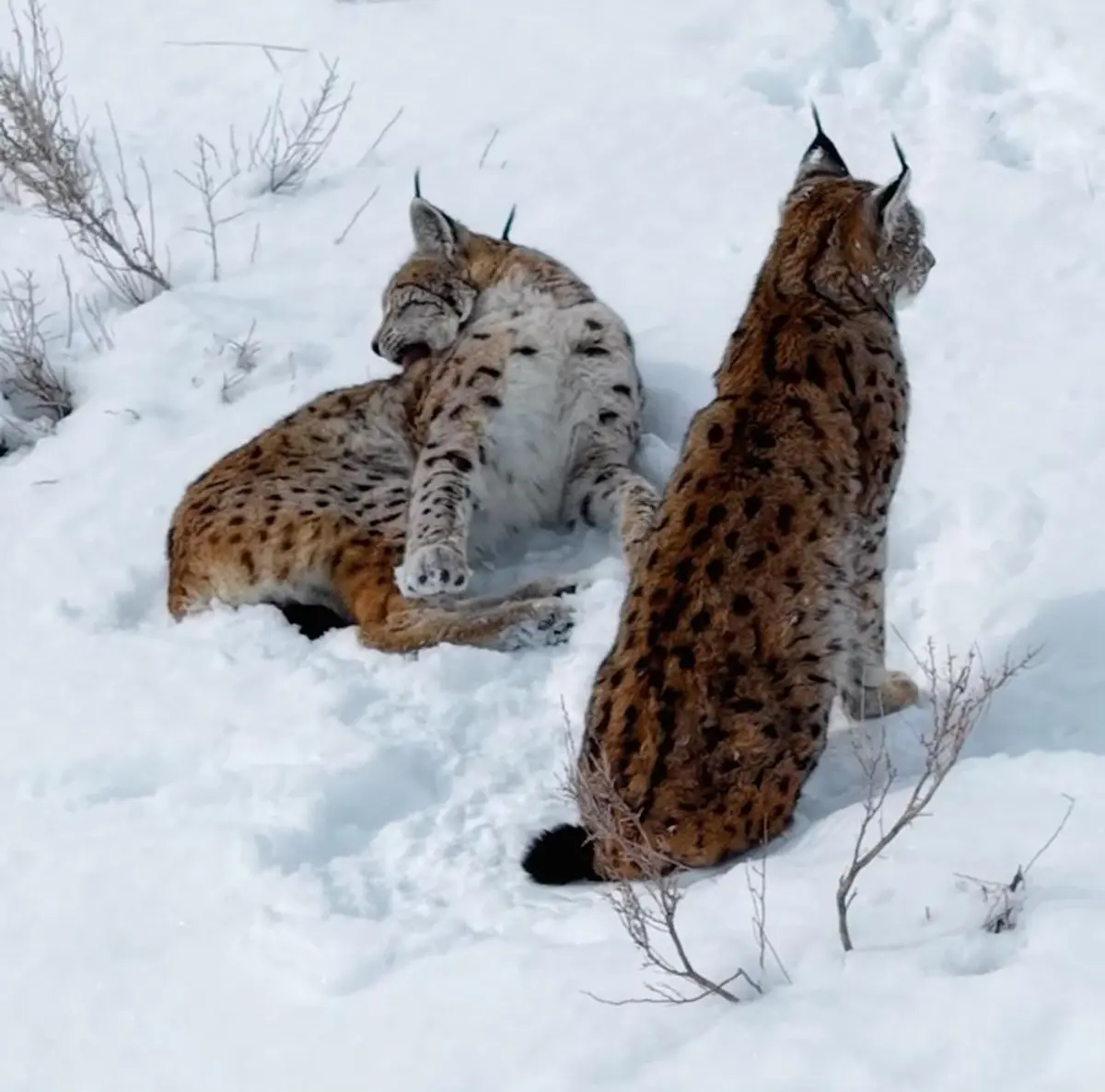 Erzincan’da Kar Üstünde Görüntülenen Nesli Tükenme Tehlikesindeki Vaşak Ailesi