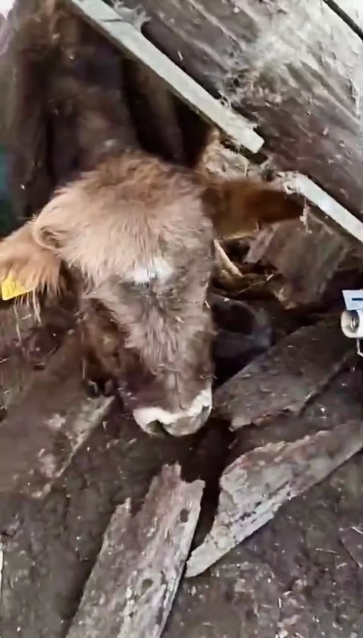 Kars’ın Yücelen Köyü’nde Ahır Çöküşü: Çoban Zamanında Kaçtı, 10 Hayvan Kurtarıldı