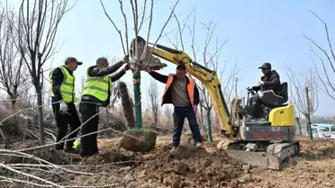 Çin’de yeni ekilen ağaçlar