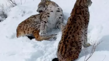 Drone ile çekilmiş vaşak ailesi