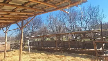 Konya'daki Hayvan Çiftliğinde Hijyen İddiaları Yetkililer Tarafından Reddedildi