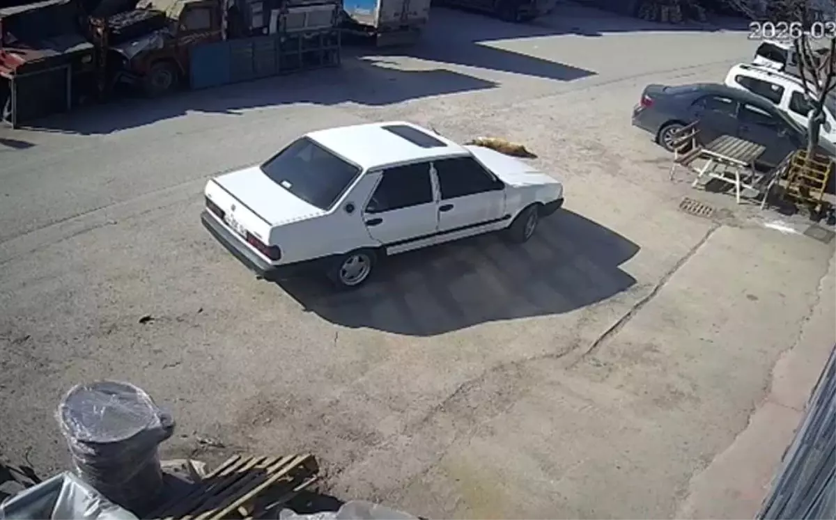 Bolu’da Sürücü, Yolda Yatan Köpeği Görmeden Geçti: Güvenlik Kamerası Anı