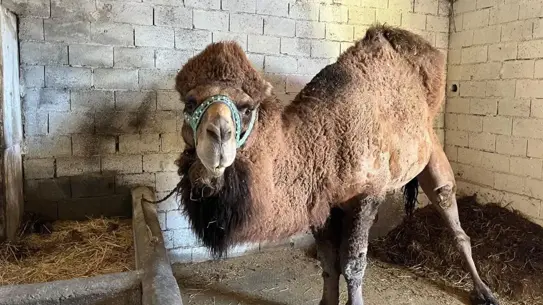 Şap Hastalığı Nedeniyle Deve Güreşleri Ertelendi, Sezon Hazırlıkları Gecikti