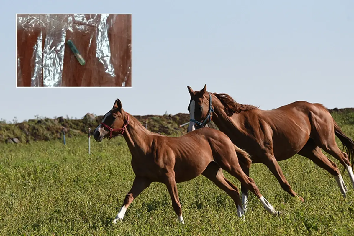 Mersin Belediyesi Aşevinde Kavurmanın İçinden At Eti Çıktı: 213 Kilo Ürün İmha Edildi