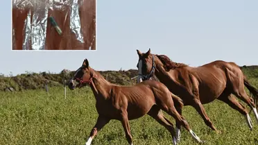 Kavurma ve at eti örneği