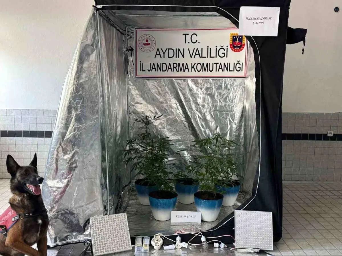 Buharkent'te Kenevir Ekimi Şebekesi Jandarma Tarafından Çökertildi