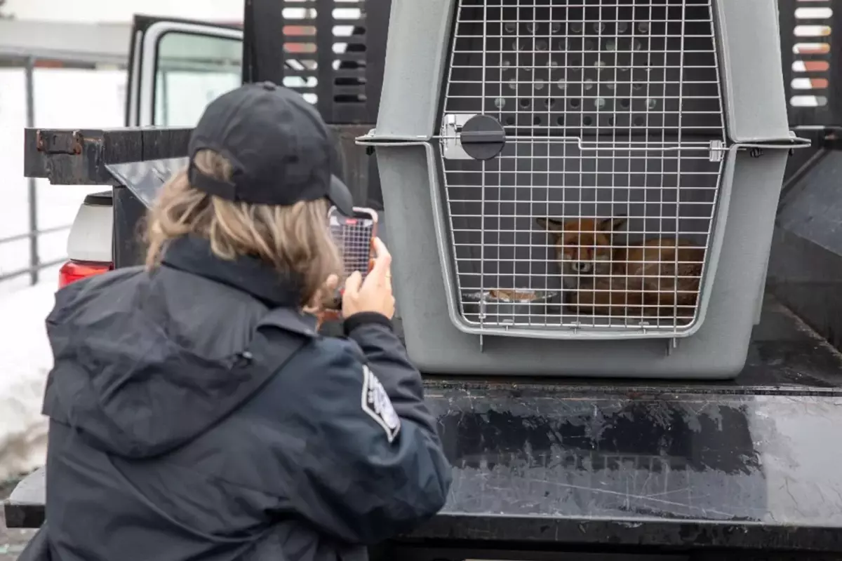 Kızıl Tilkinin 5.500 km’lik Atlantik Yolculuğu New York’ta Son Buldu