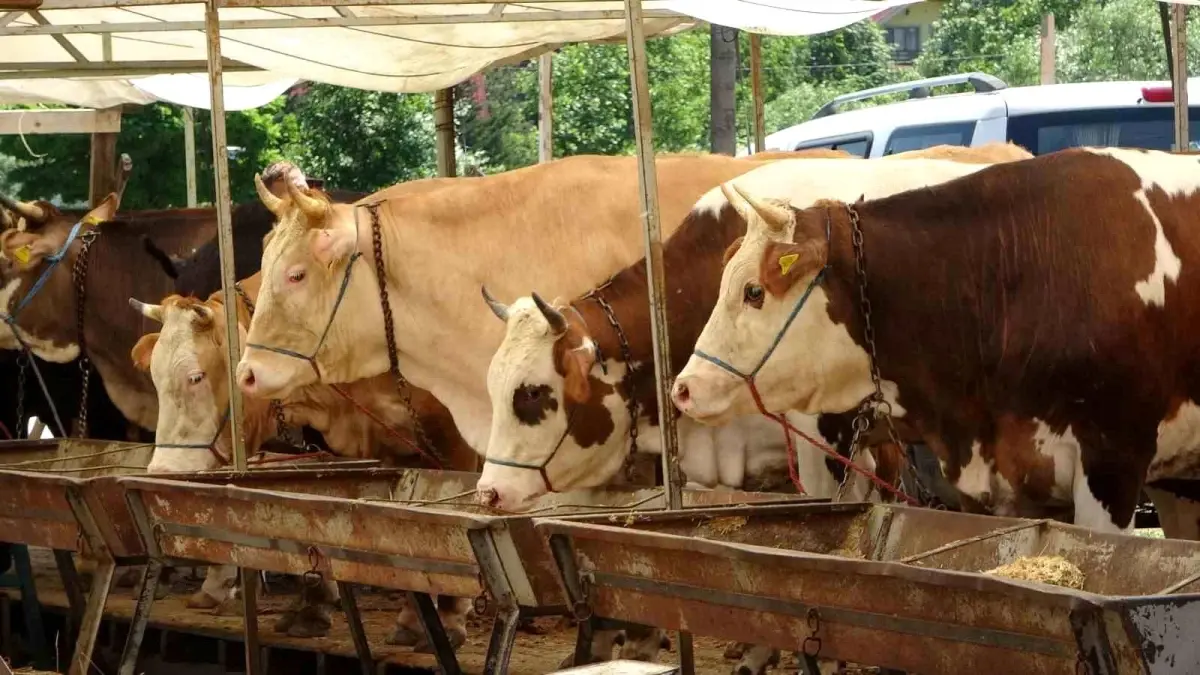 Buldan’da Şap Karantinası Resmen Kaldırıldı: Hayvan Hareketleri Yeniden Serbest