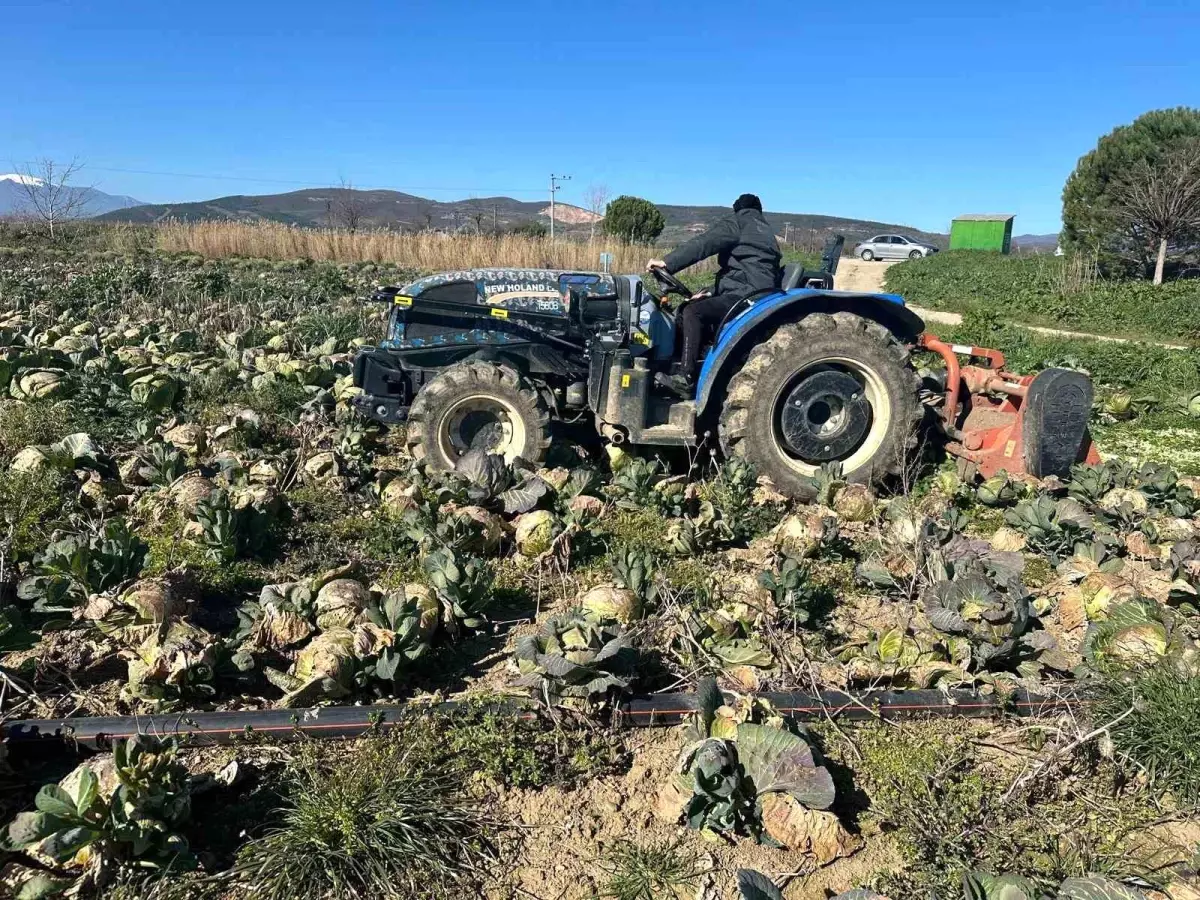 Bursa Yenişehir'de Lahana Fazlası Tarla Çatlaklarına Dönüştü