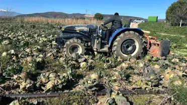 Lahana tarlasında çürük ürünler
