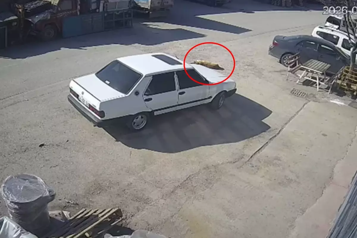 Bolu’da Şok Olay: Sürücü Köpeği Sürükleyerek Kaçtı, Jandarma Gözaltında