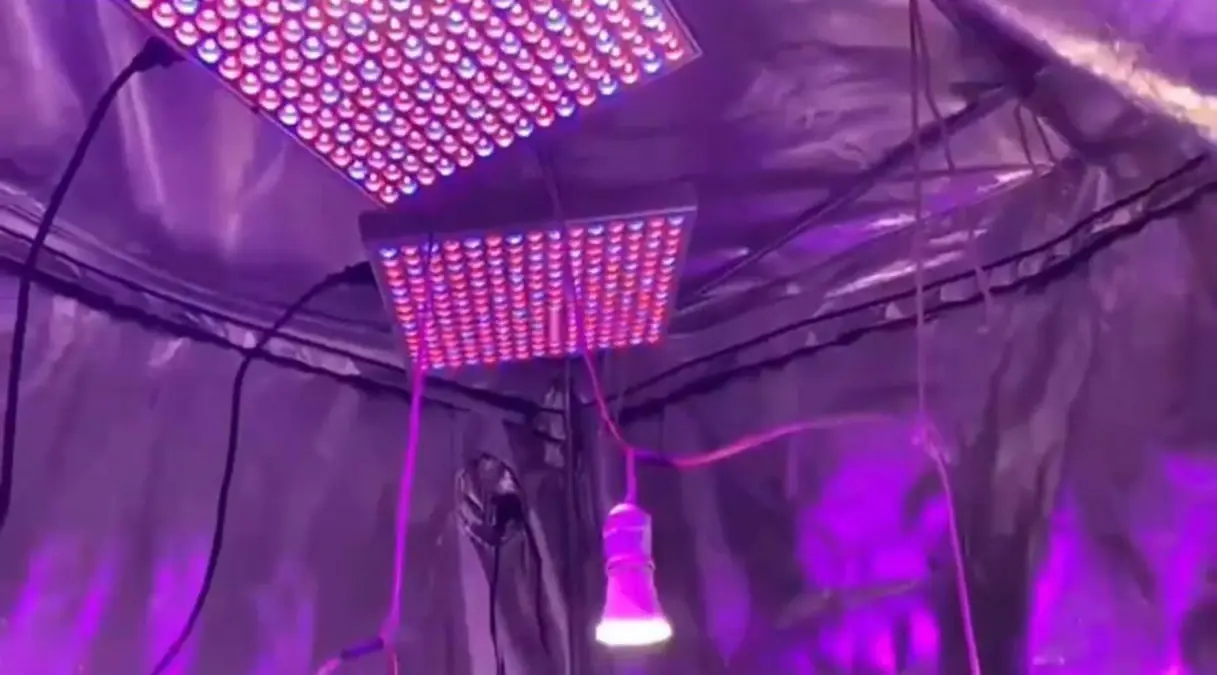 Buharkent’te 8 Kök Hint Keneviri Yetiştiriciliği Operasyonu