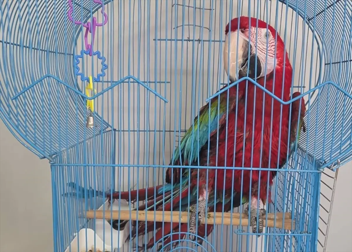 İpsala Sınır Kapısında Kaçak 3 Papağan Tespit Edildi, Sürücüye 75 Bin TL Ceza