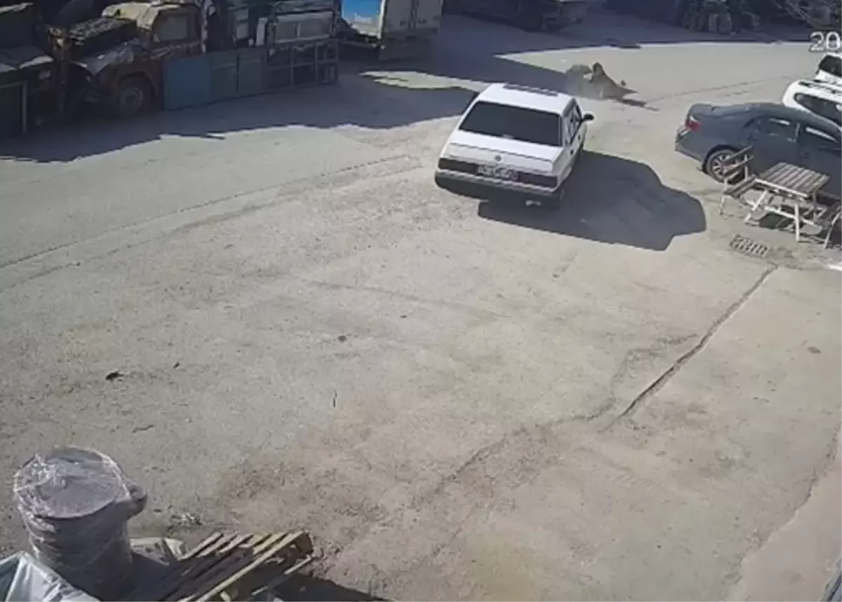 Bolu Organize Sanayi Sitesi’nde Köpek, Araba Altından Geçip Sürüklendi: Sürücü Gözaltında