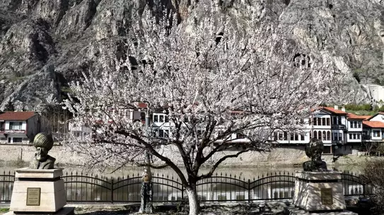 Amasya’da Bahar Renkleri Şehri: Çiçek Açan Ağaçlar ve Tarihi Sokaklar