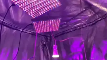 Operasyonda ele geçirilen kenevir kökleri