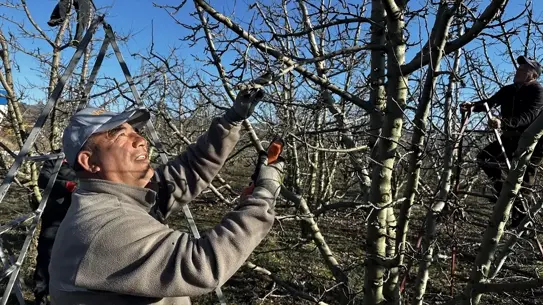 Budama işlemi sırasında kullanılan kesim aletleri
