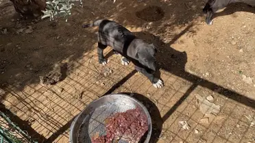 Kesilen kulaklarıyla satılan yavru köpekler