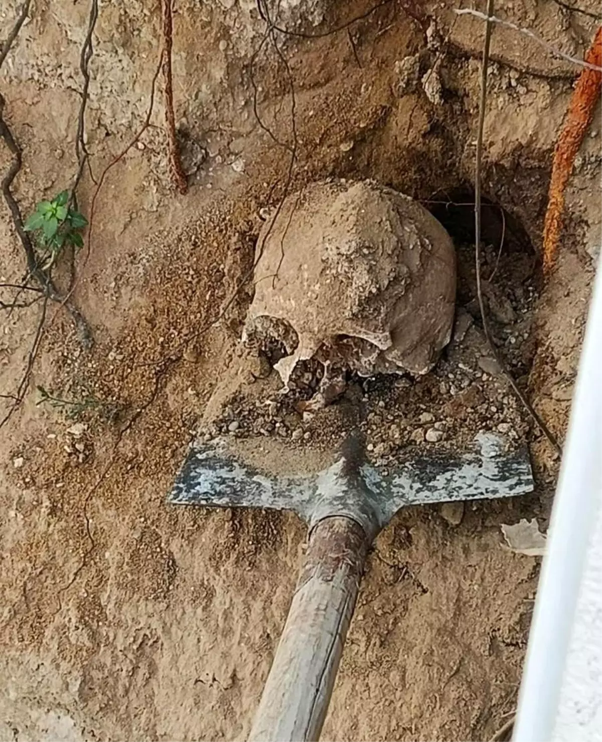 Kocaeli'de Bahçe Kazısında Şok Edici Kafatası ve Kemik Parçaları Bulundu