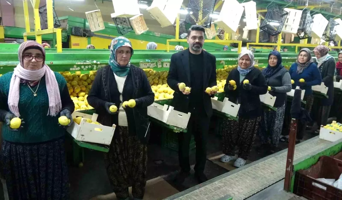 Erdemli'de Limon Hasadı: İş Gücünün %70'i Kadın