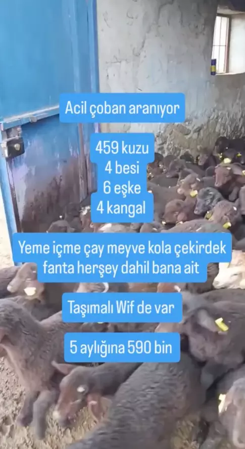 Çobanluk görevine dair ek görsel
