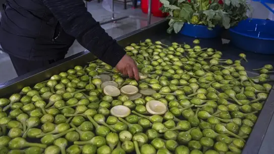 Sakız enginarı verim artışı grafiği