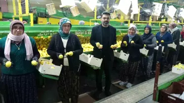 Erdemli'de Limon Hasadı: İş Gücünün %70'i Kadın
