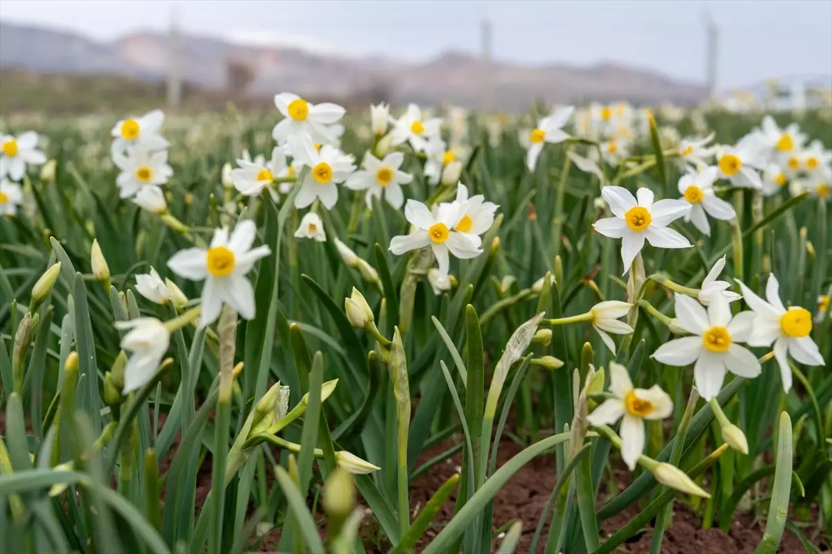 Adıyaman’da Nergis Çiçekleri Baharı Müjdeledi