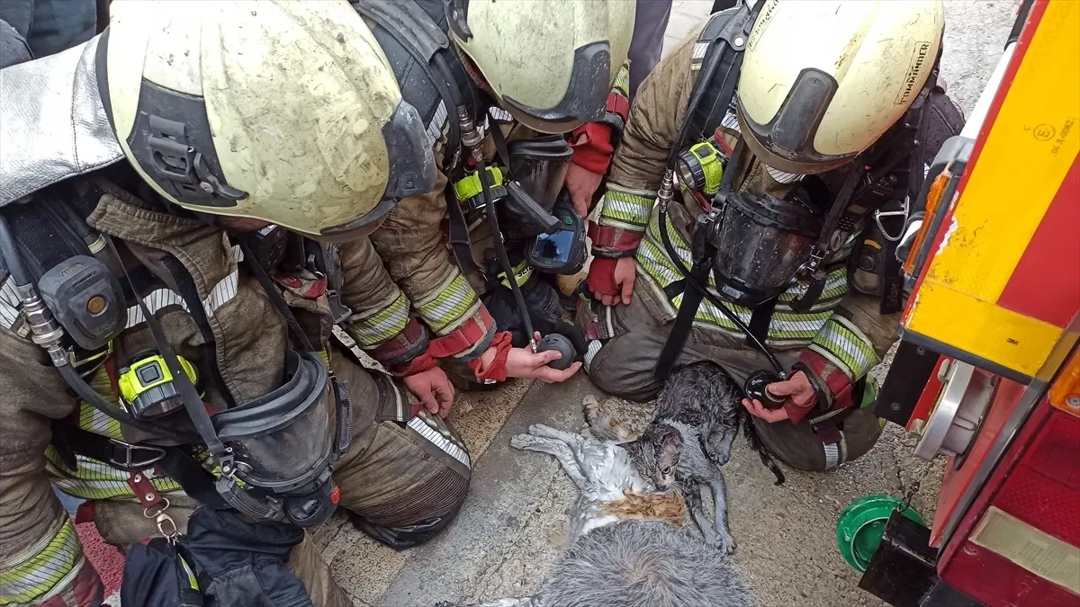 Kahramankazan'da Yangın Sonrası Kurtarılan Kediler Hayata Döndü