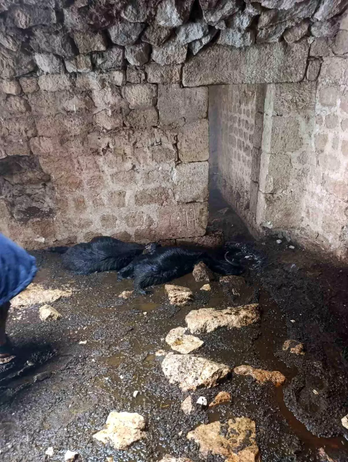 Tarsus'ta Sağanak Yağış Sırasında Ahırda Yıldırım Düşmesi 5 Koyunu Öldürdü