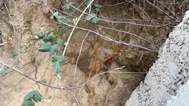 Fidan dikimi sırasında ortaya çıkan insan kafatası ve iskelet parçaları