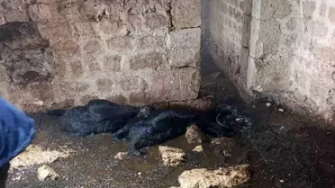 Tarsus'ta Sağanak Yağış Sırasında Ahırda Yıldırım Düşmesi 5 Koyunu Öldürdü