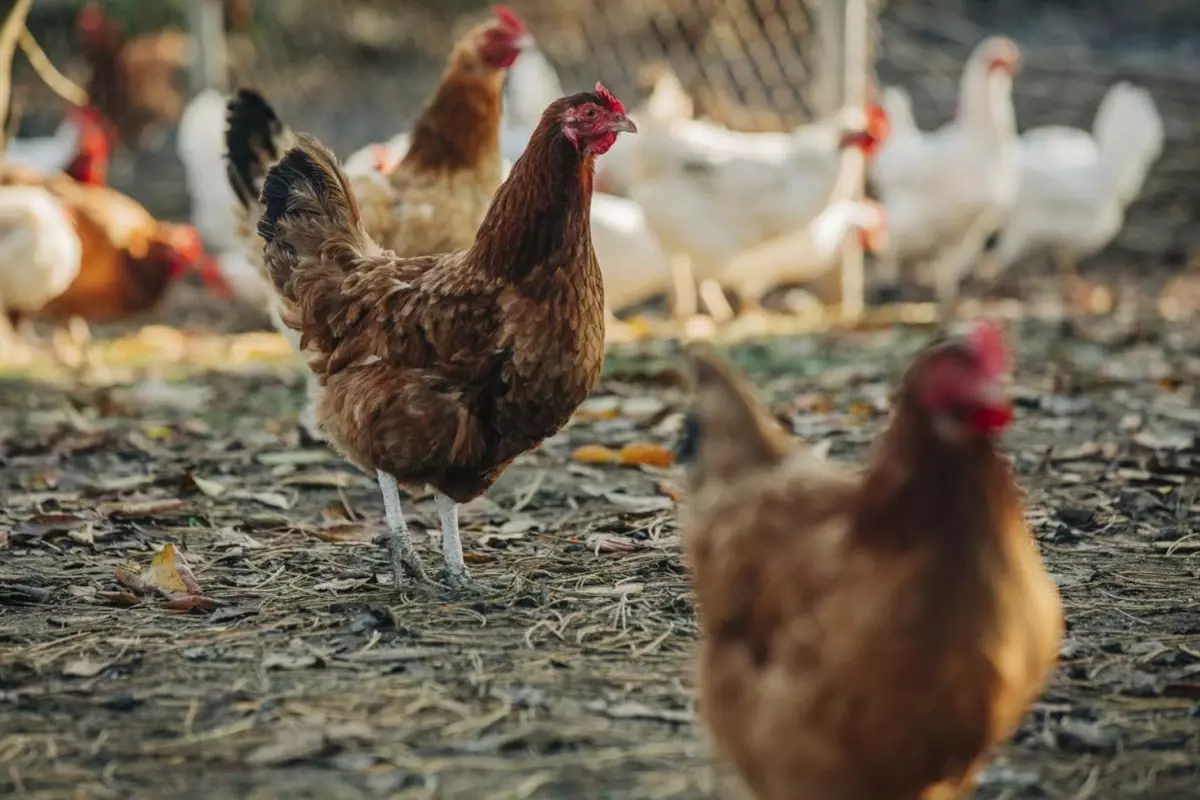 Bradford’da Şok Edici Olay: Tavuklara Yönelik Cinsel Saldırı İçin 3 Yıl Hapis Cezası