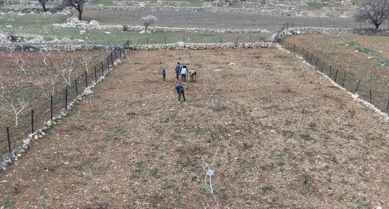 Batman’da Mezrone Üzümü Bağları Yeni Sezona Hazırlanıyor: Budama Çalışmaları Hız Kazandı