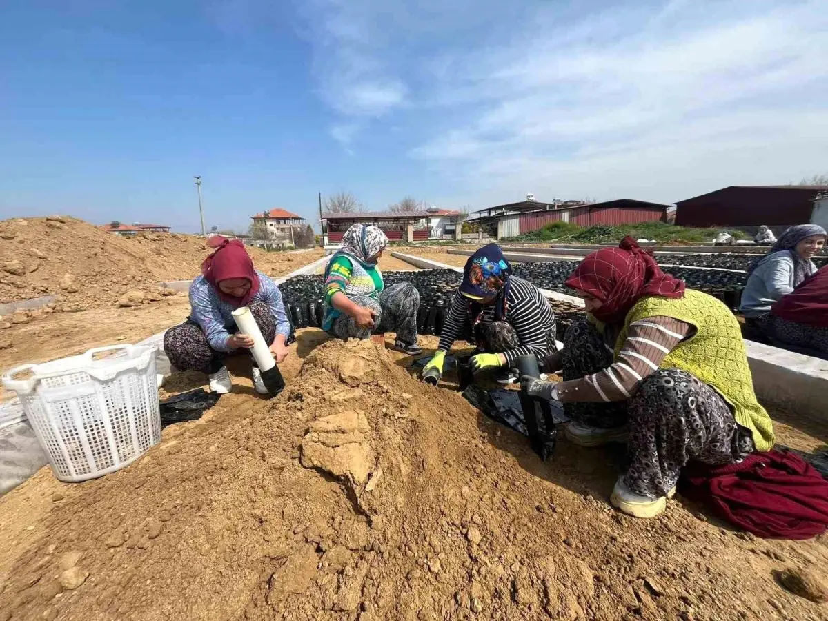 Sarıgöl'de Kardeşlerin 700 Bin Üzüm Fidanı Hedefi ve Bölge Ekonomisine Katkısı