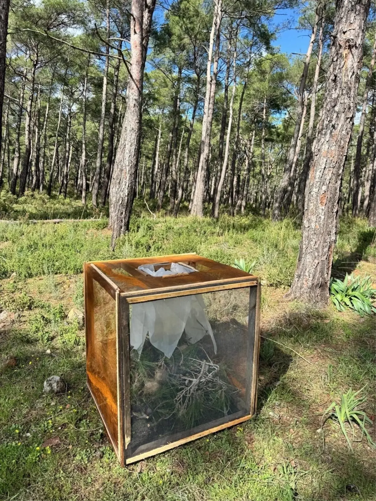 Marmaris Ormanlarında Çam Kese Böceğiyle Mücadelede Yeni Tel Kafes Çözümleri