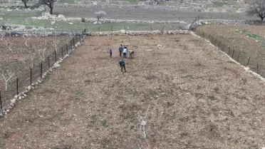 Batman’da Mezrone Üzümü Bağları Yeni Sezona Hazırlanıyor: Budama Çalışmaları Hız Kazandı