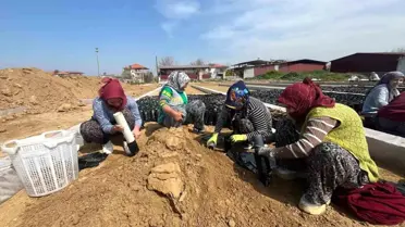 Üzüm fidanı üretim tesisi