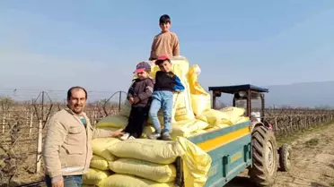Üzüm bağında gübre uygulaması