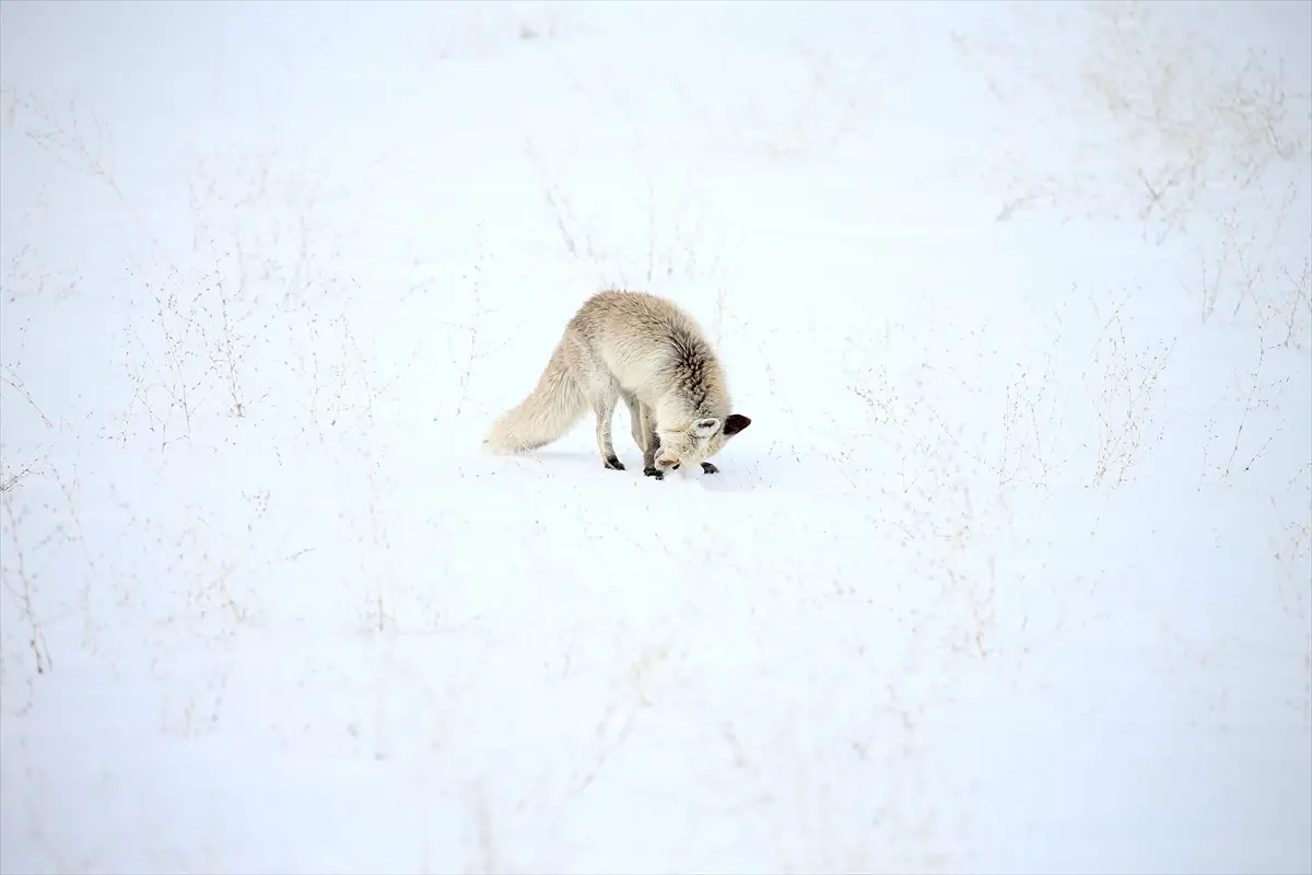 Kars'ın Bembeyaz Kışında Kızıl Tilkilerin Av Mücadelesi