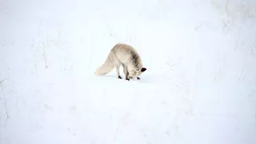 Kızıl tilkilerin av sahnesi, karla kaplı arazide