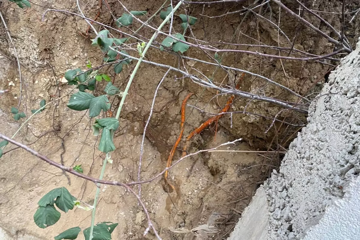 Fidan Dikim Alanında Şok Keşif: İnsan Kafatası ve Kemik Parçaları