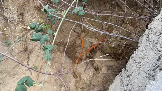 Fidan Dikim Alanında Şok Keşif: İnsan Kafatası ve Kemik Parçaları